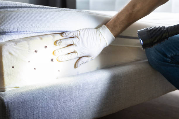 Best Exterminator Services  in San Carlos, AZ