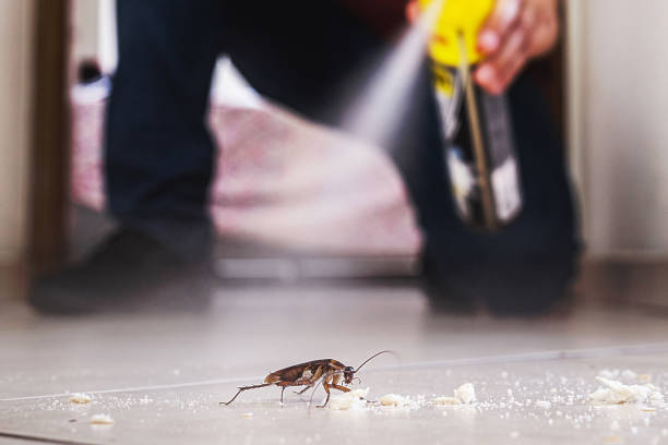 Best Pest Control for Restaurants  in San Carlos, AZ